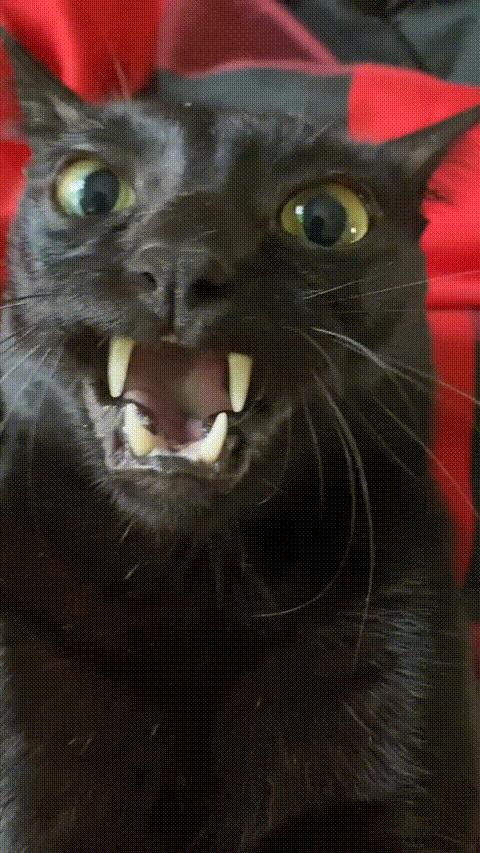 Angry black cat reaction meme template blank