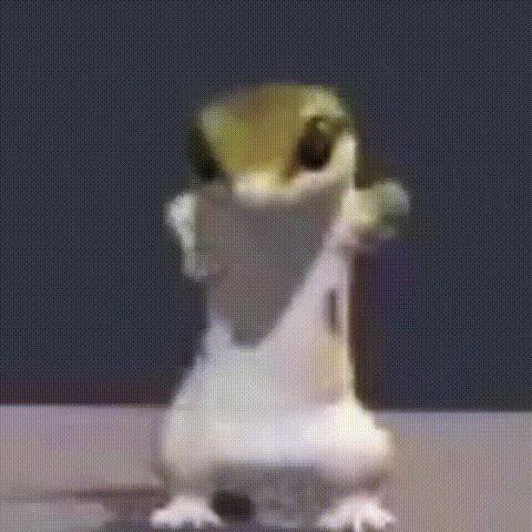 The lizard is dancing meme template blank