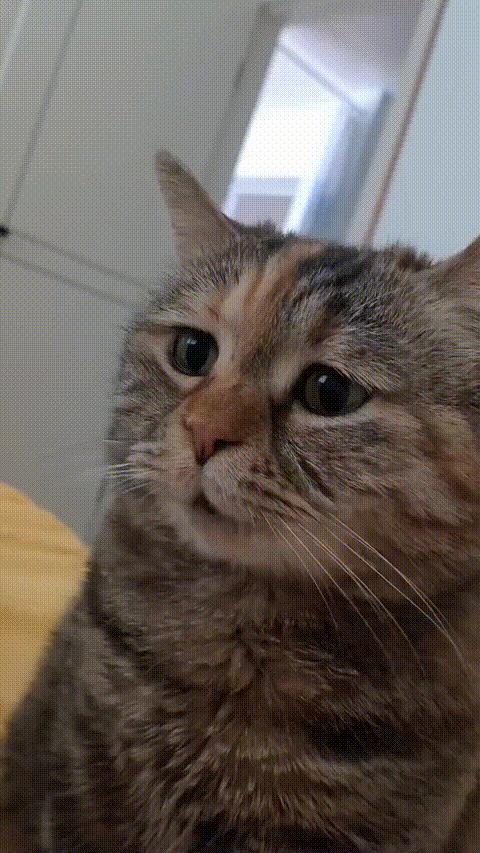 sad cat meme template meme template blank