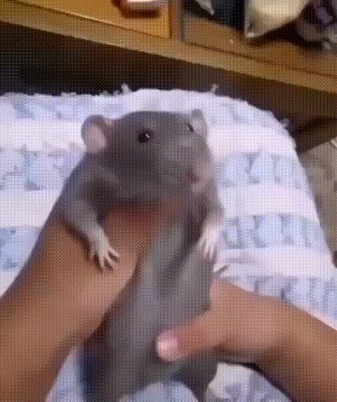 Rat dancing meme meme template blank