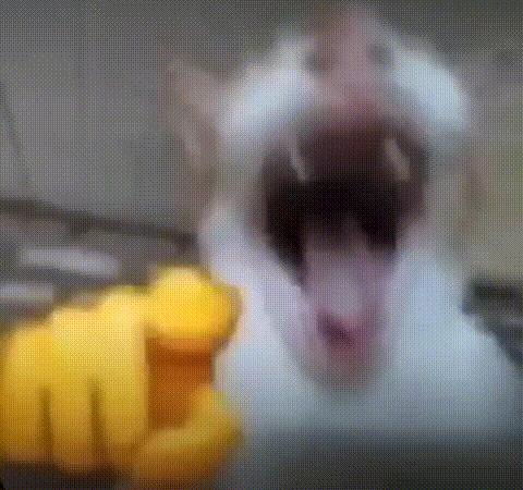 Cat Pointing and Laughing meme template blank