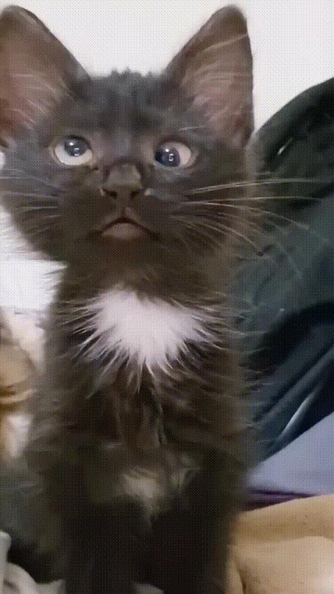 Cat silly reaction meme template blank