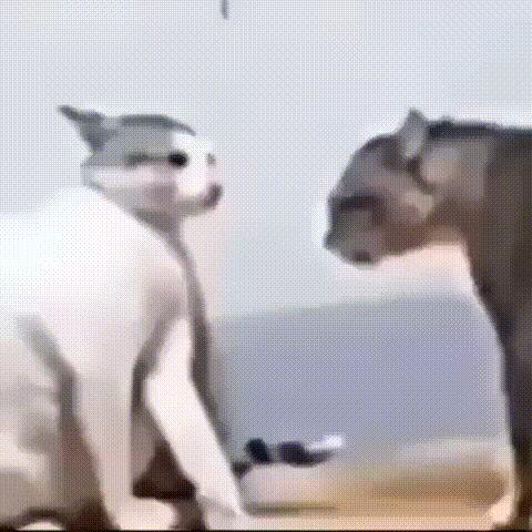 Macarena Cat Fight / Cats Slapping Meme meme template blank