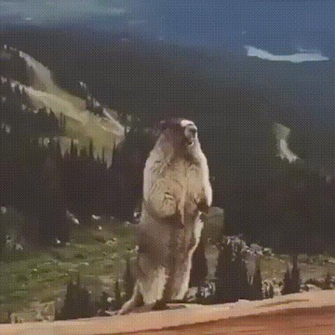 Beaver Shouting / Screaming Beaver meme template blank