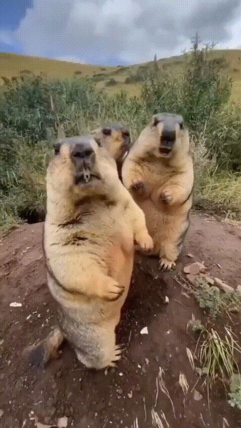 Chubby groundhogs meme template meme template blank