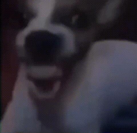 Dog Laughing / Cursed Laughing Dog meme template blank
