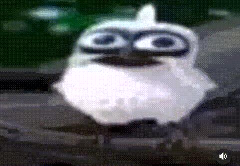 Shoting Bird meme template blank