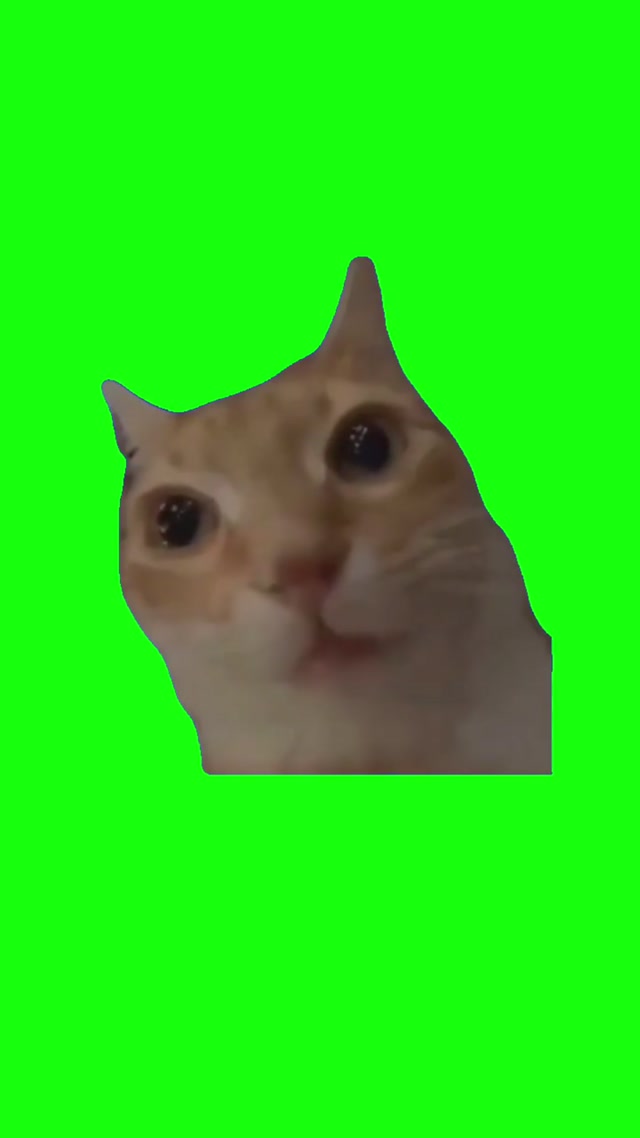 Ginger Cat Stare meme template blank