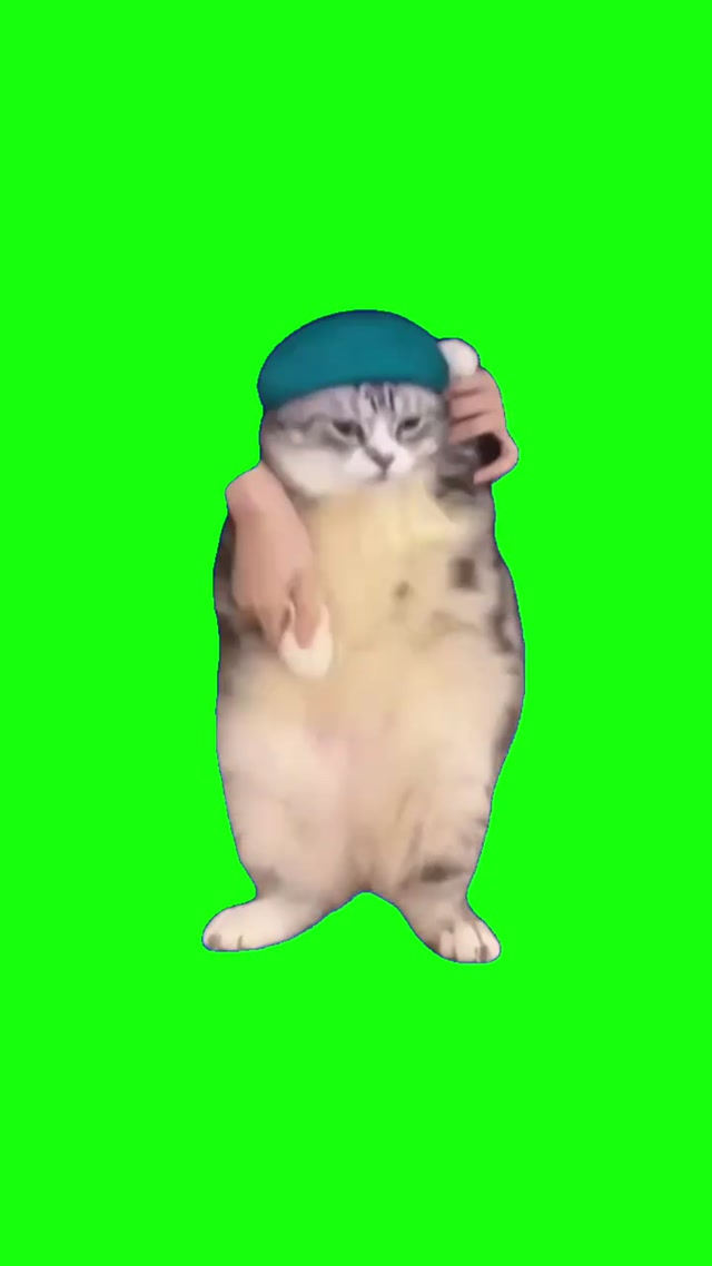 Girlfriend Cat meme template blank