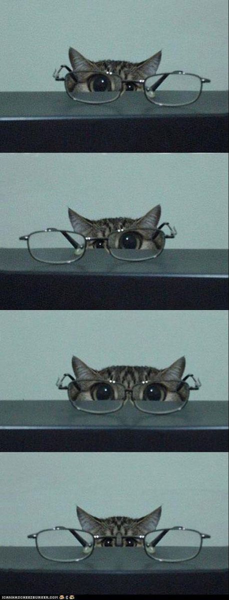 Glasses Magnification Peeking Cat meme template blank