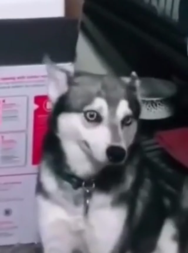 Glitchy Smiling Husky meme template blank