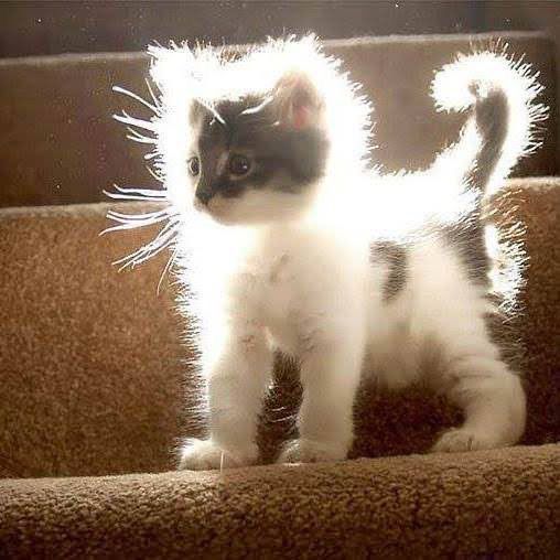 Glow Up Kitten meme template blank