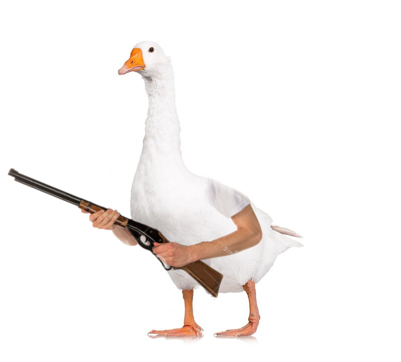 Goose with Arms and a Gun meme template blank