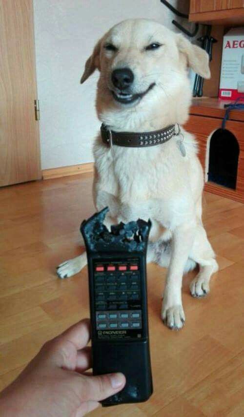 Guilty Dog Smirk meme template blank