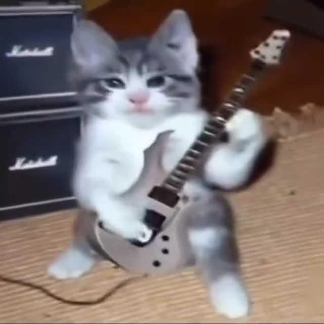 Guitar Solo Kitten meme template blank