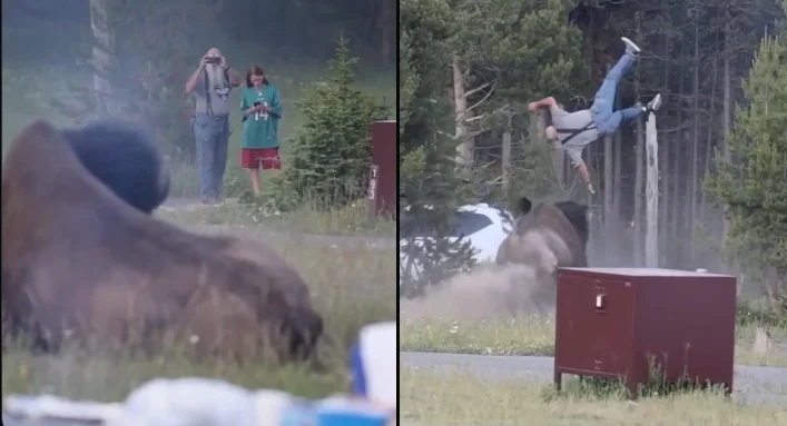 Guy Catapulted by Bison Meme meme template blank - image format