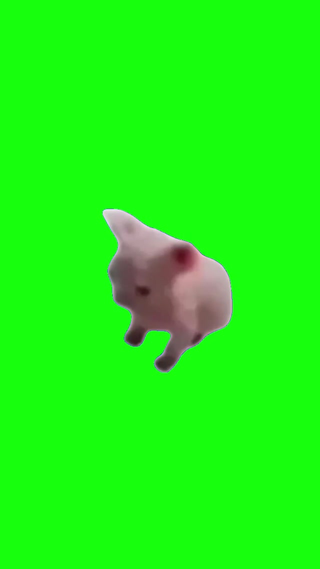 Hairless Cat Dancing meme template blank
