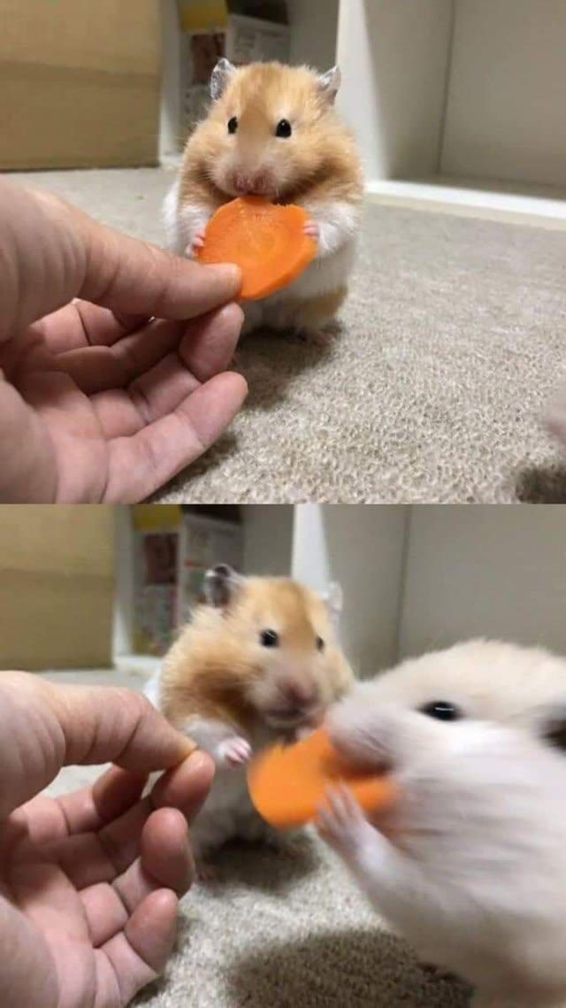 Hamster Carrot Thief meme template blank