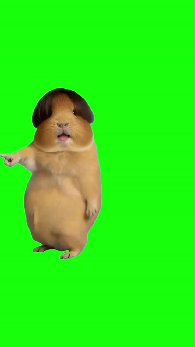 Hamster in Wig Dancing meme template blank