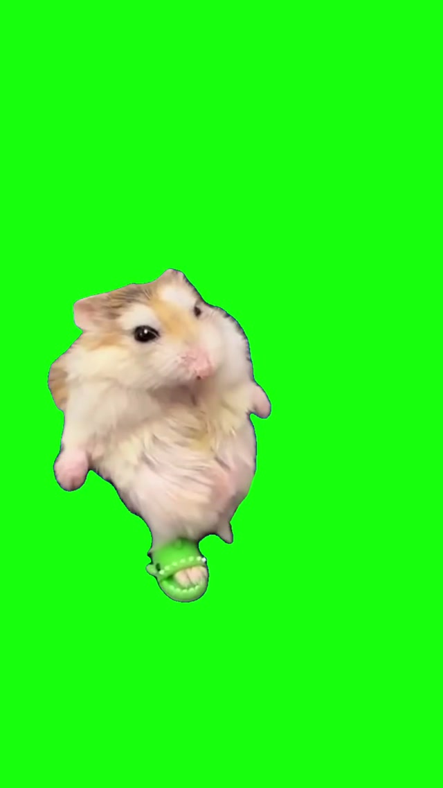 Hamster With Flip Flops Falling meme template blank
