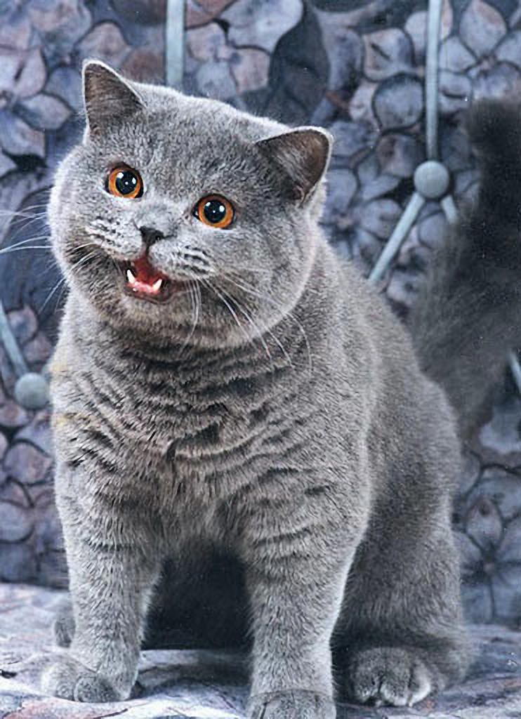 Happy Cat meme template blank - image format