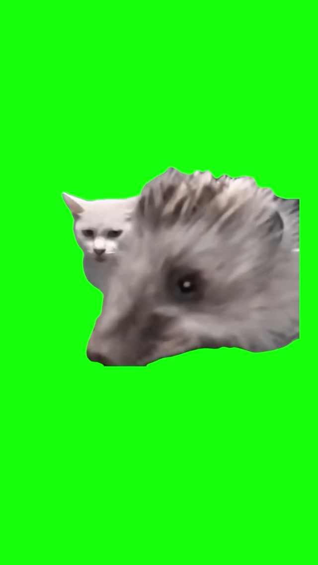 Hedgehog Eating Cat Food meme template blank