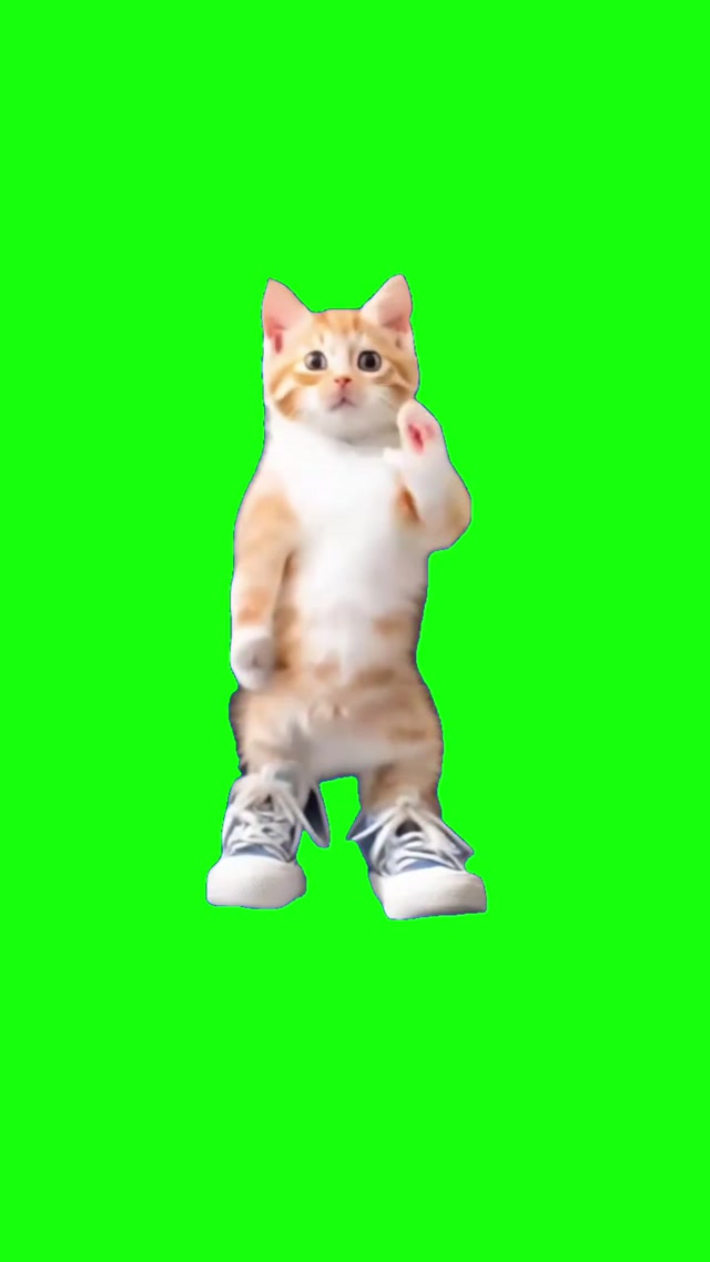 Honking Cat Dance meme template blank