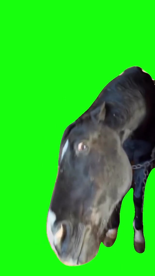 Horse Bombastic Side Eye meme template blank