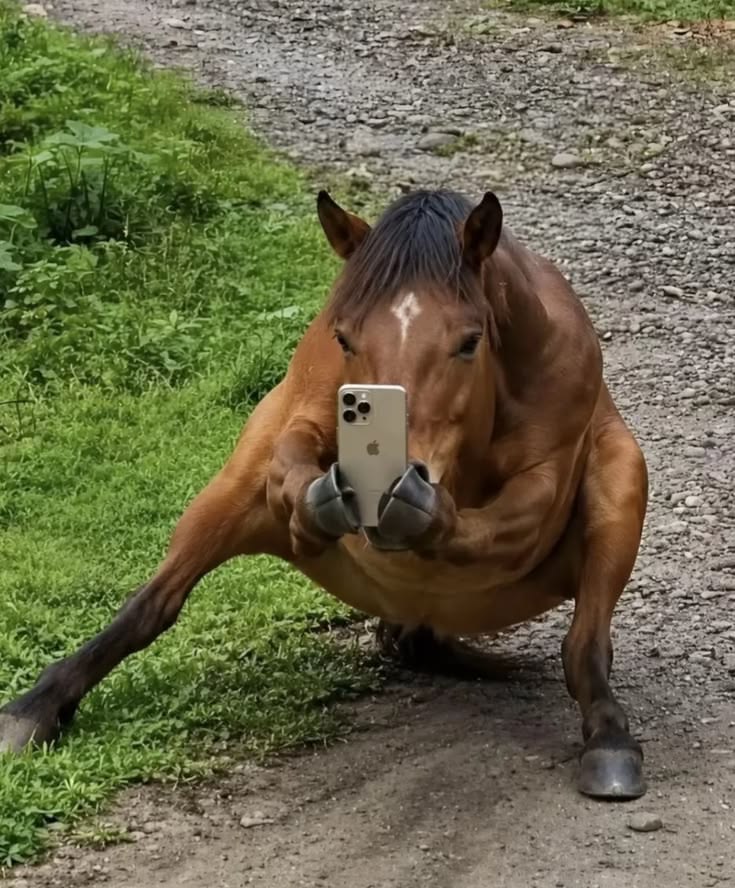 Horse Crouching Taking Photo with iPhone meme template blank - image format