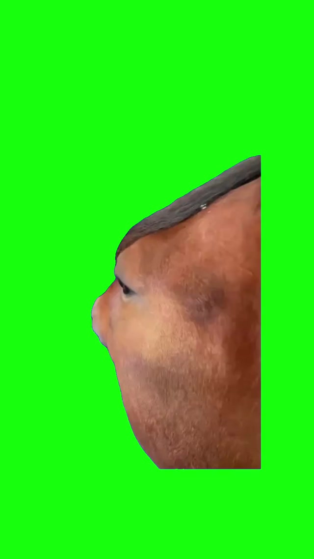 Horse Side Eye meme template blank