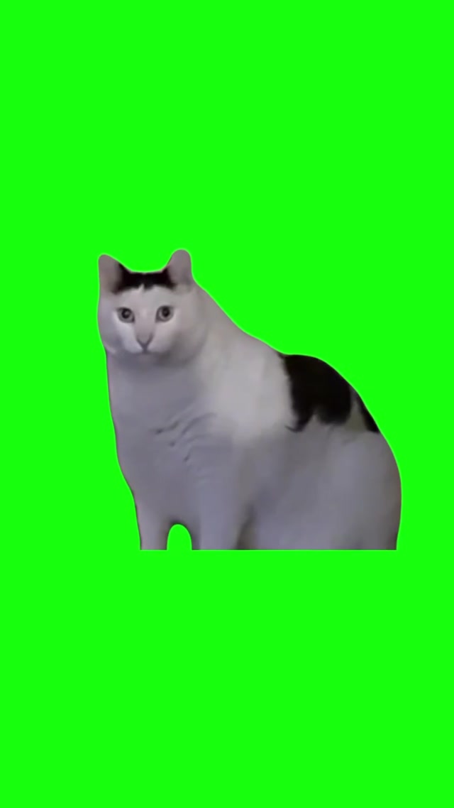 Huh Cat meme template blank