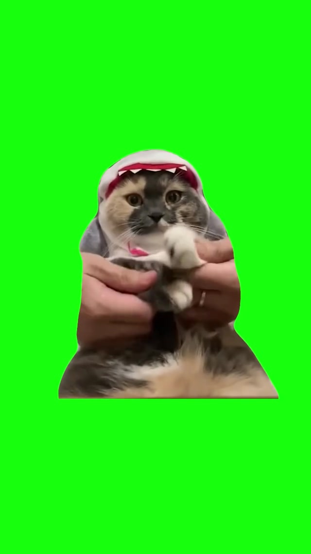 “I Love You Baby” Dancing Cat meme template blank
