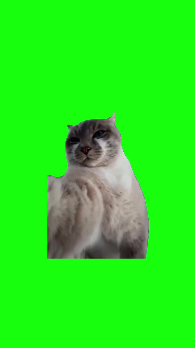 I’m Sexy and I Know It Cat meme template blank
