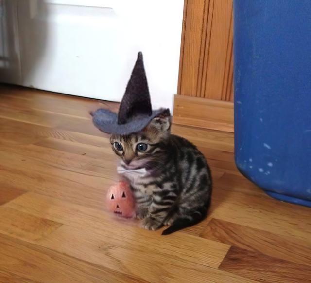 Spooky Hat Cat meme template blank