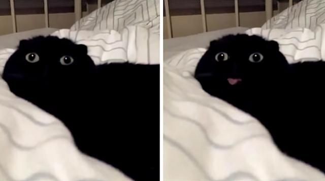 The Blep Cat (Stare vs. Tongue) meme template blank