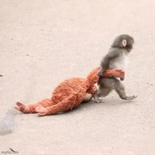 Punch the monkey meme template meme template blank