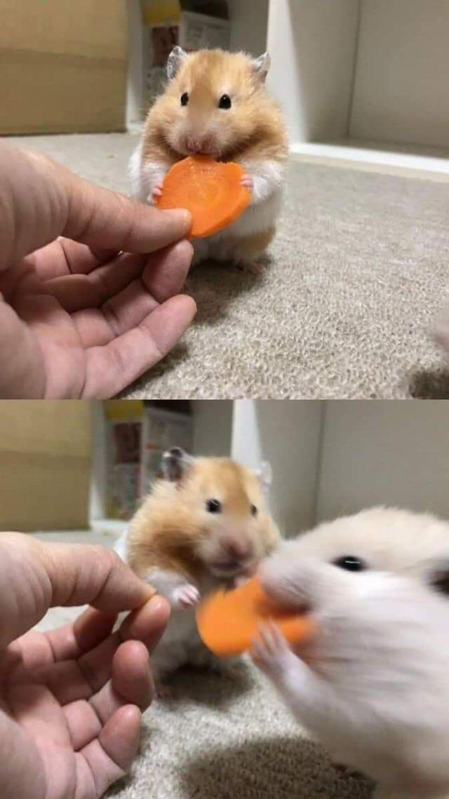 Hamster Stealing Carrot meme template blank
