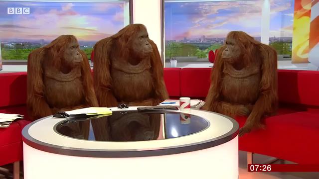 Orangutans on BBC Breakfast meme template blank