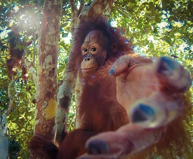 Return to Monkey meme template blank