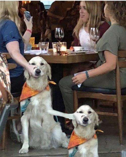 Shut Up Dog meme template blank