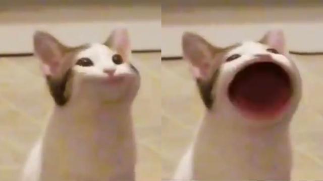 Pop Cat meme template blank