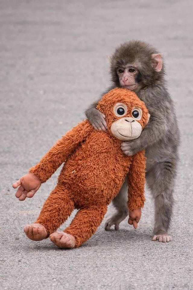 Punch monkey meme template meme template blank