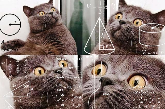 Calculating Cat meme template blank