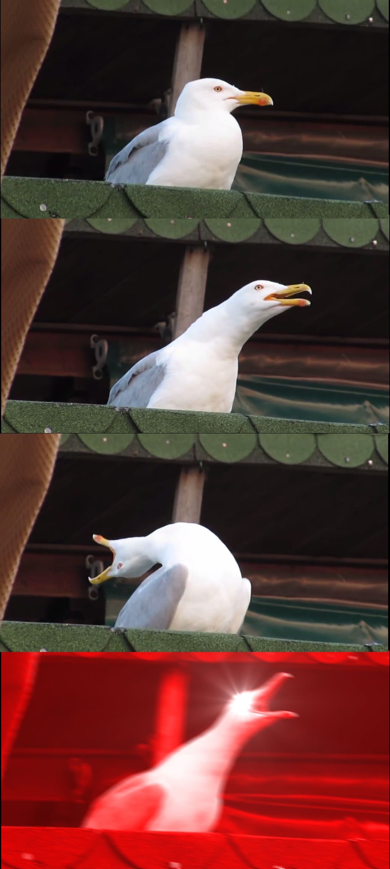 Inhaling Seagull meme template blank - image format