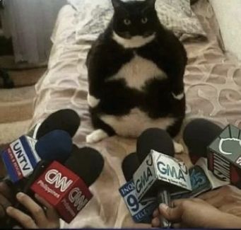 Interviewing the Fat Cat meme template blank
