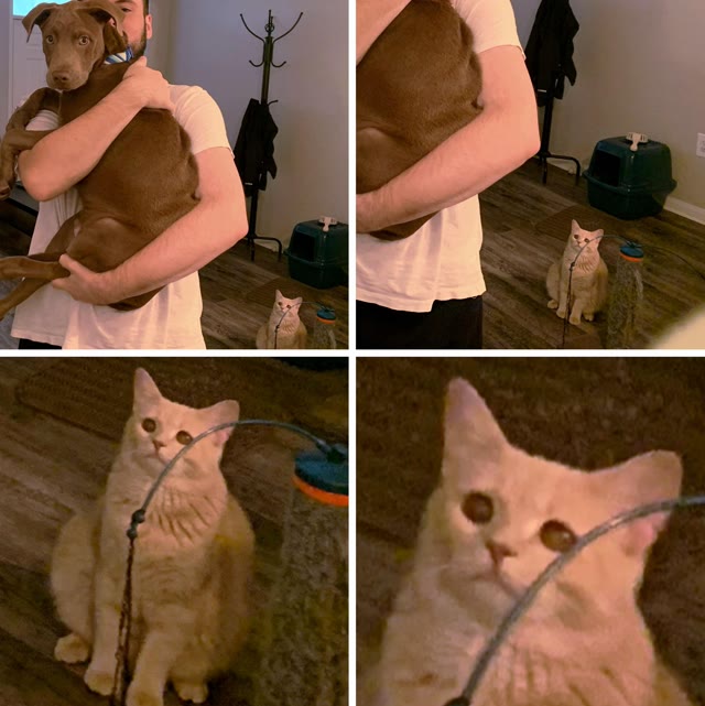 Jealous Cat Watching Dog meme template blank