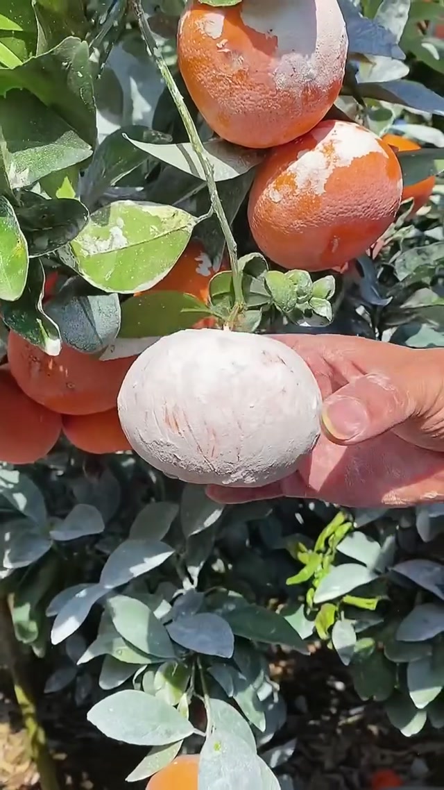 Juicy Orange meme template blank