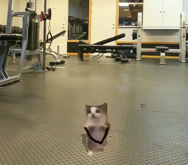 Jumping Rope Gym Kitten meme template blank