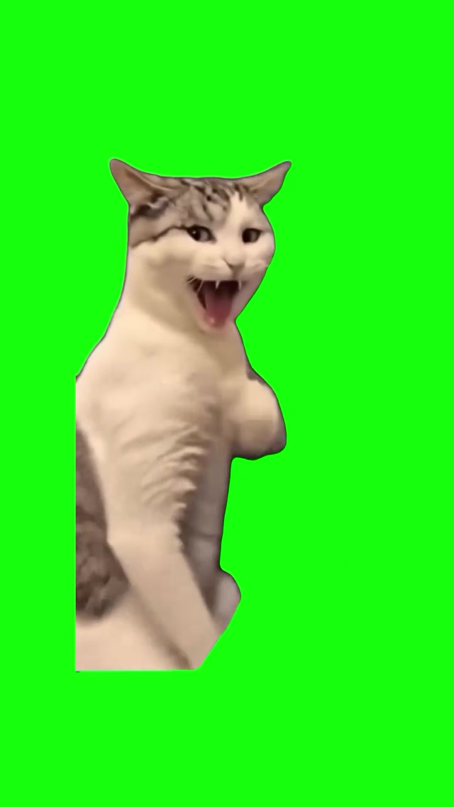 Karate Cat meme template blank