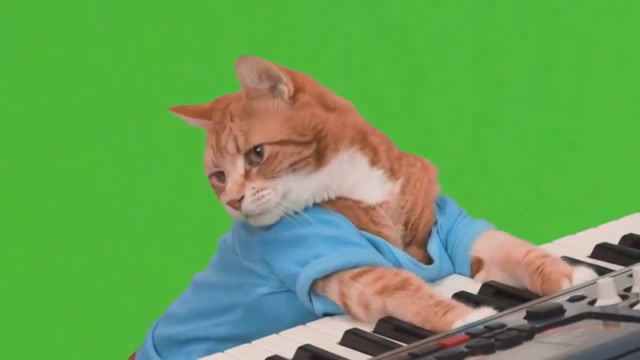 Keyboard Cat meme template blank
